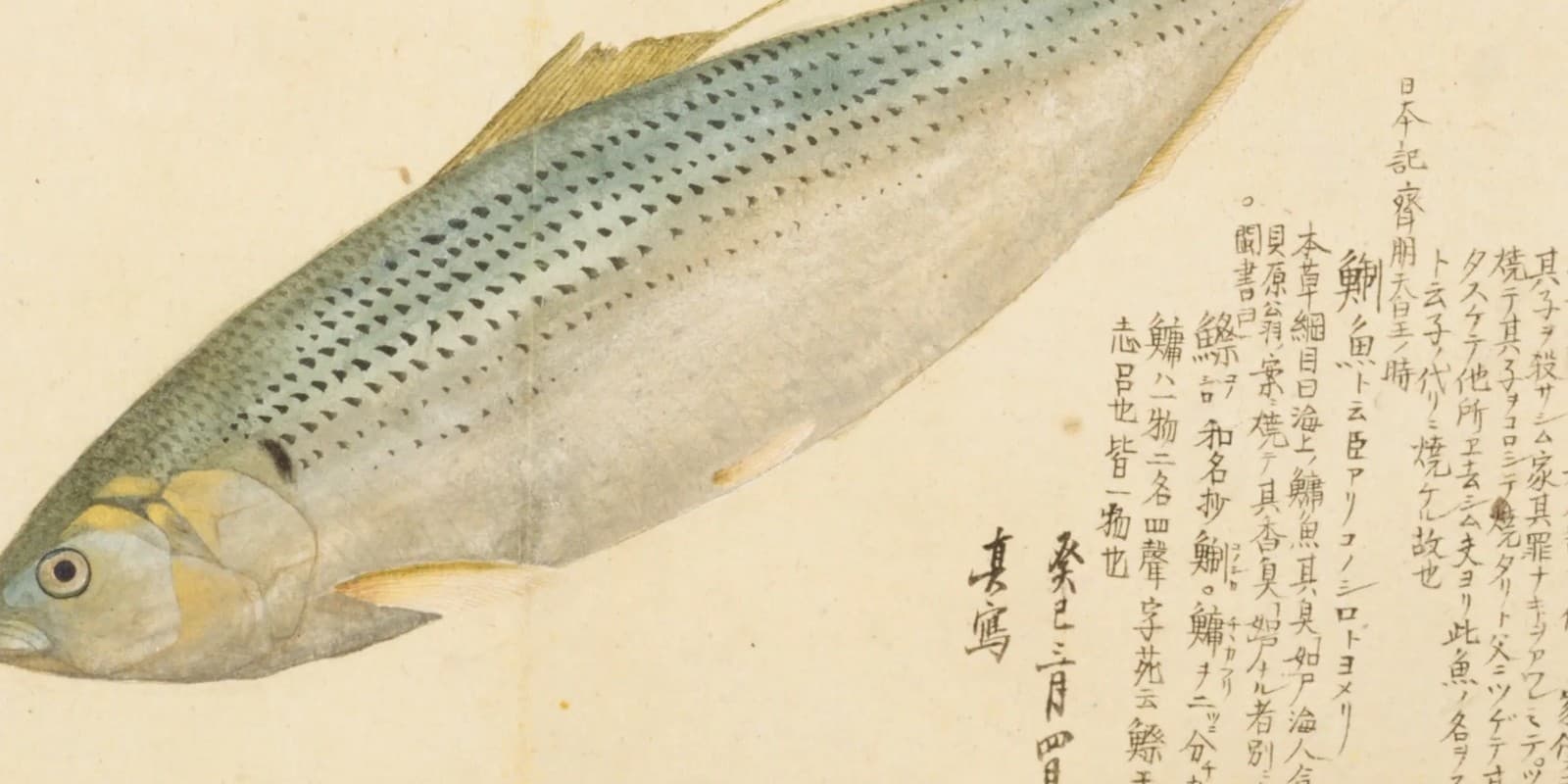 コハダとコノシロの違いは大きさ——武士が食べなかった「この城」