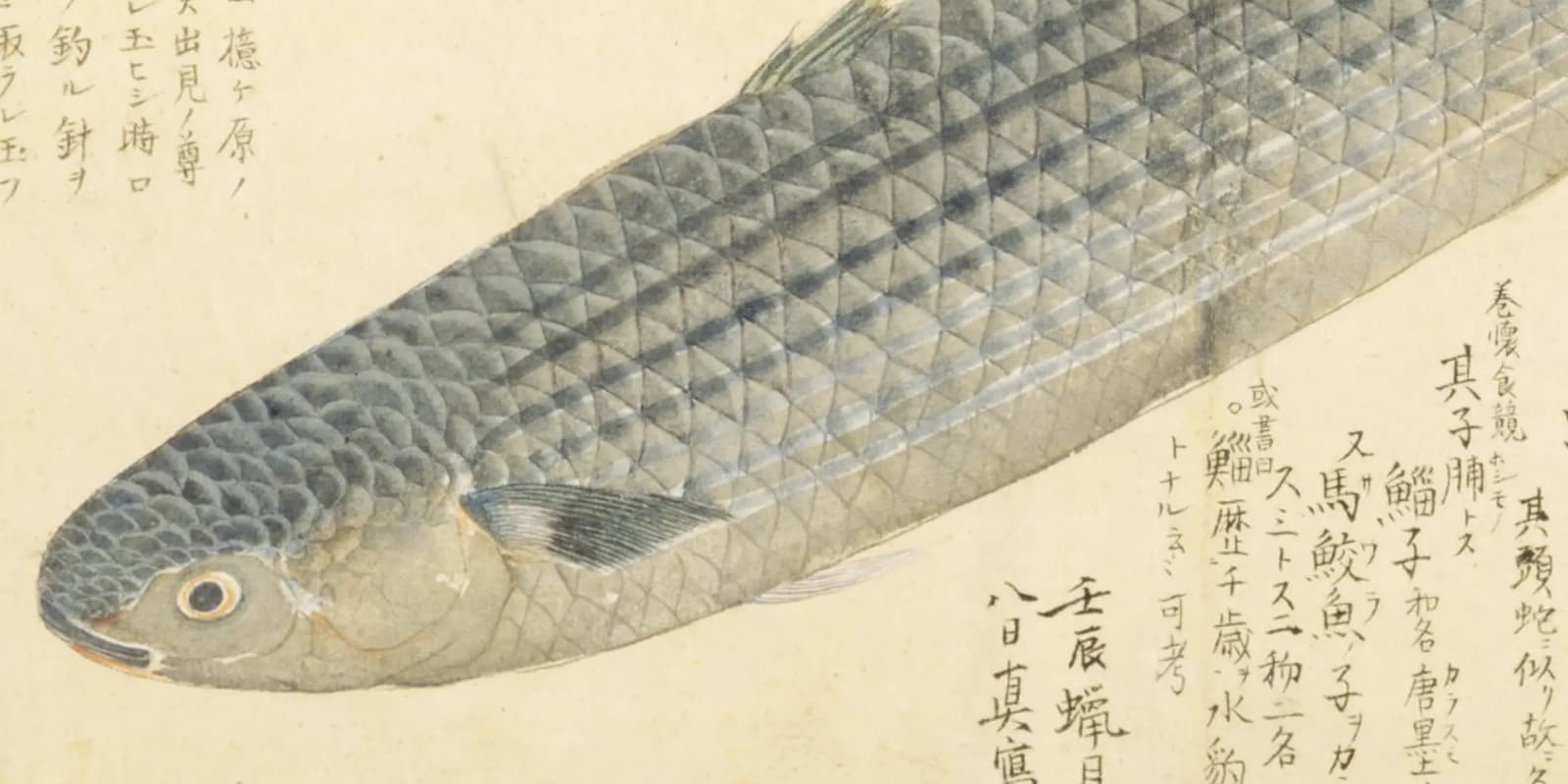 「とどのつまり」の語源はボラ——江戸『魚鑑』が書いた成長名