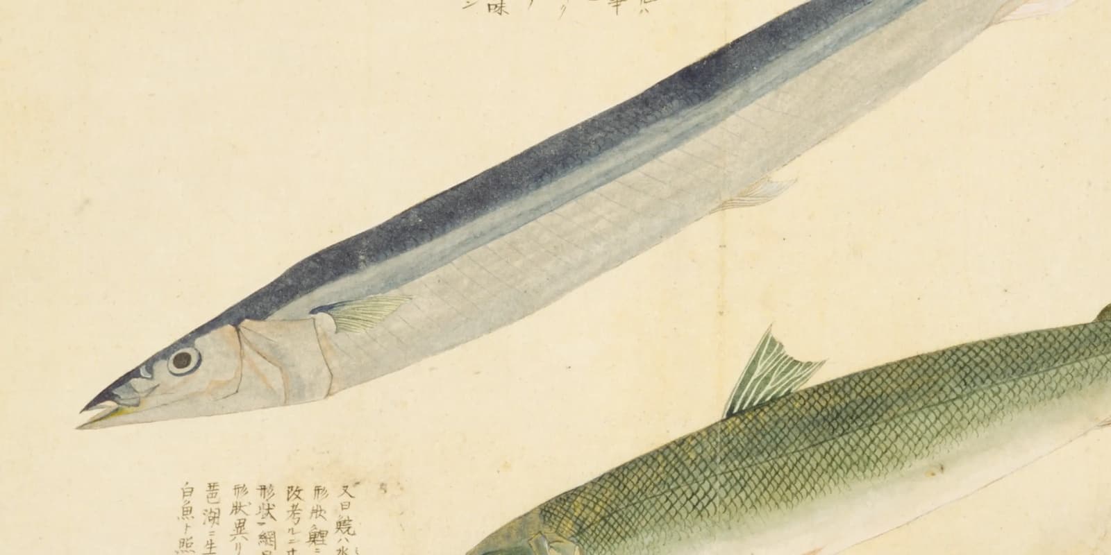 江戸時代のサンマは「魚中の下品」——サヨリと偽って売られた記録