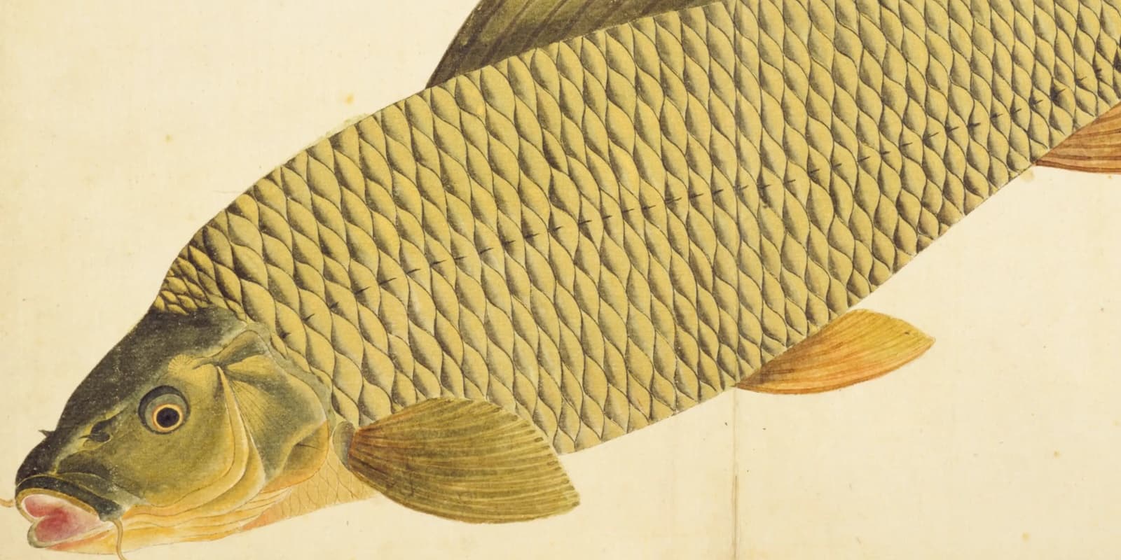 江戸の魚図鑑はどこまで正確か——1835年のコイ写生図を検証した