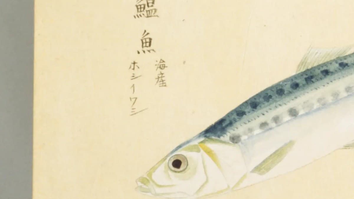 イワシの語源は「弱い魚」——新井白石と良安が書いた鰯の字