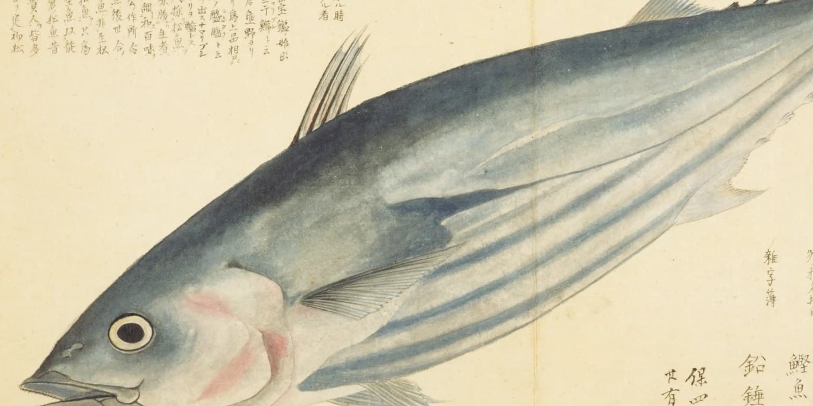 鰹の語源は「堅い魚」——日本でつくった国字とかつお節の始まり