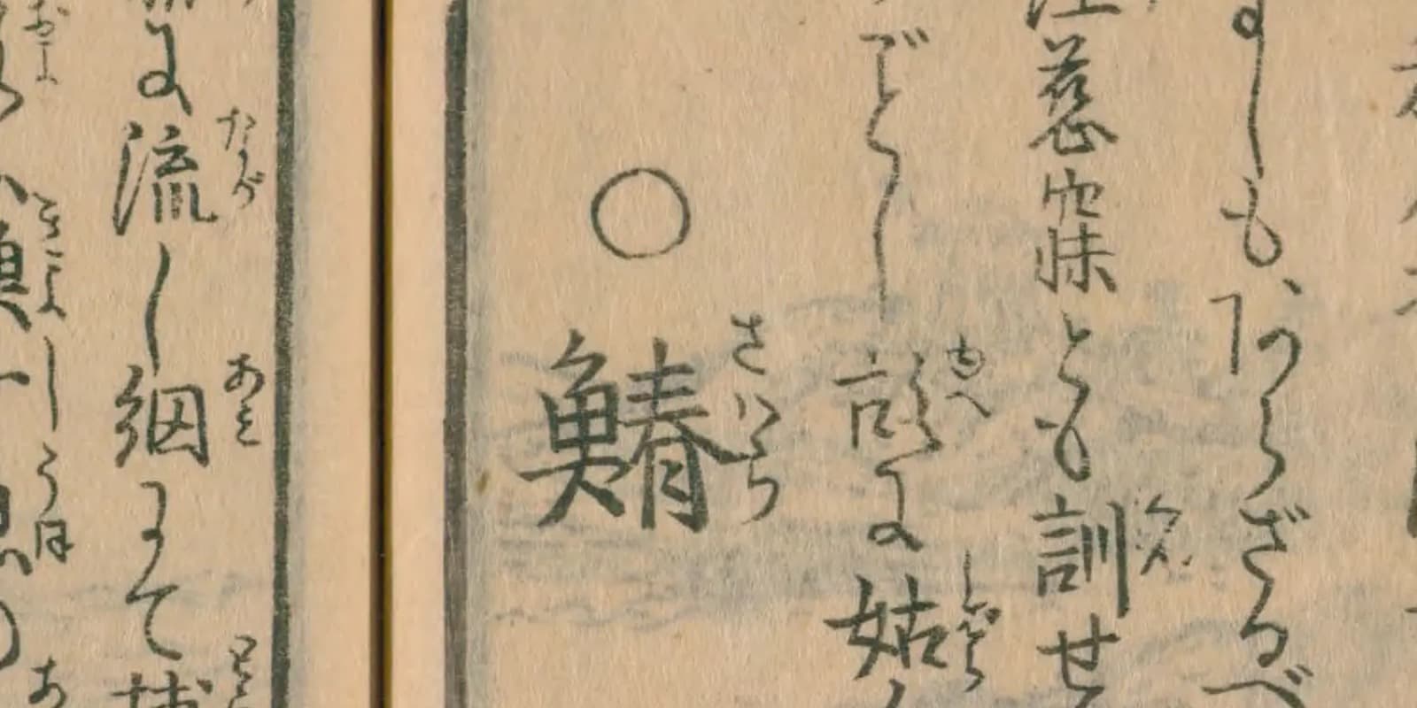 鰆の漢字の由来は「狭腹」——春の魚だからではなかった