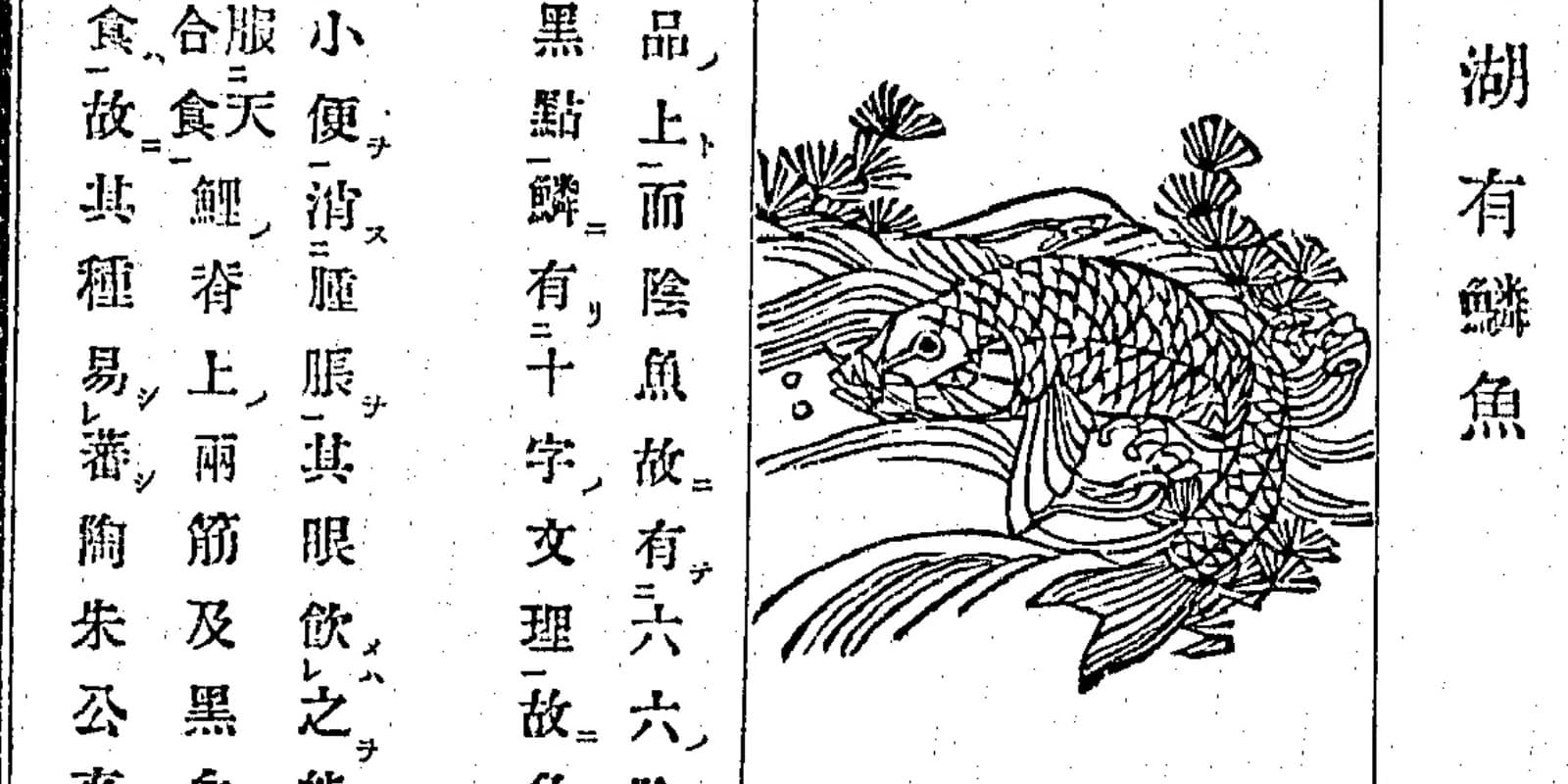 鯉が「魚の王」だった900年——江戸の辞典9冊が書いた諸魚之長