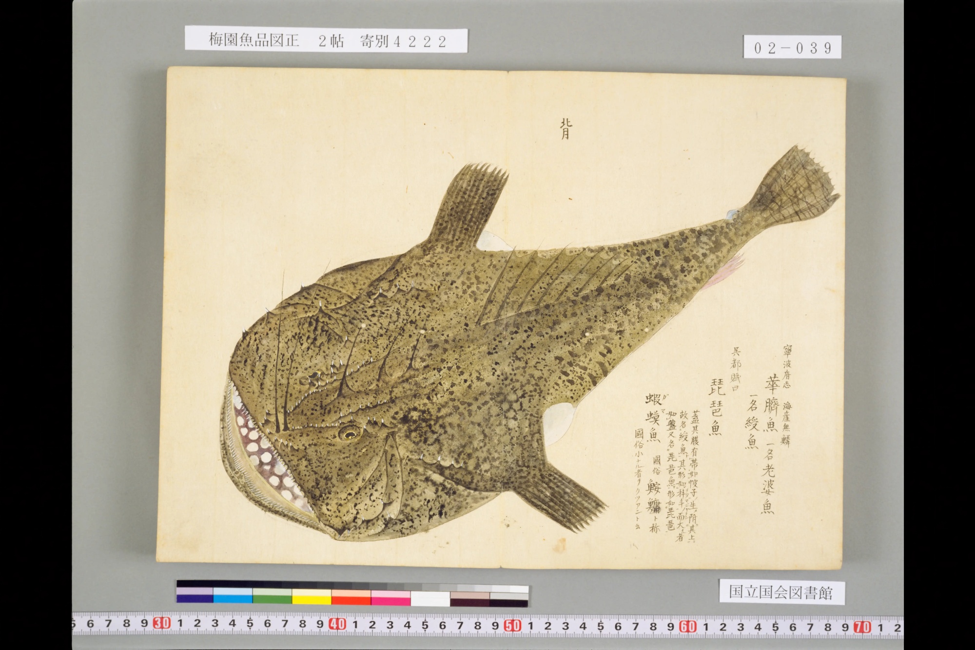 『梅園魚品図正』の見開きいっぱいに描かれたアンコウ。大きく開いた口に白い歯が並び、頭の上に細いとげが立つ