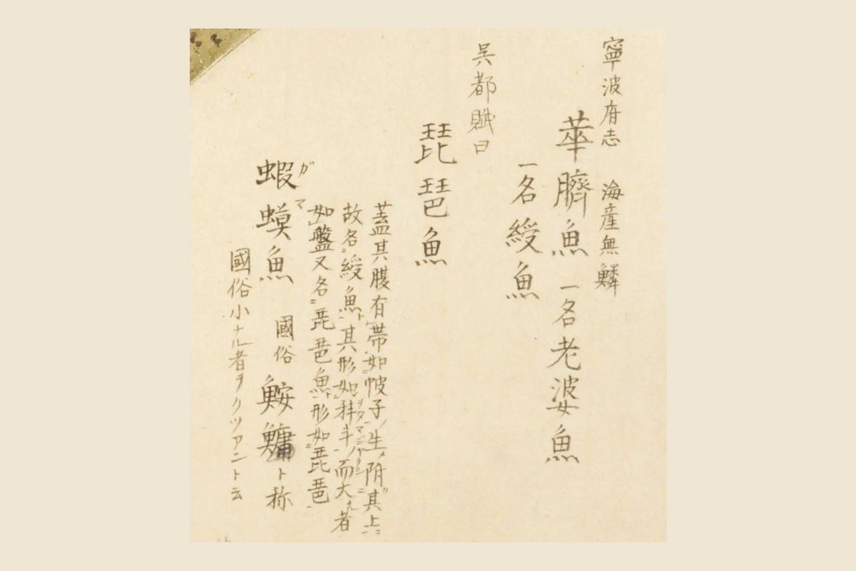 『梅園魚品図正』のアンコウの見出し群「寧波府志 華臍魚 一名老婆魚 一名綬魚」「呉都賦曰 琵琶魚」「蝦蟇魚 國俗 鮟鱇ト称」の大写し