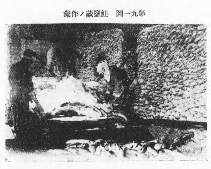 『水産動植物精義』コマ110の写真「鮭鹽藏ノ作業」