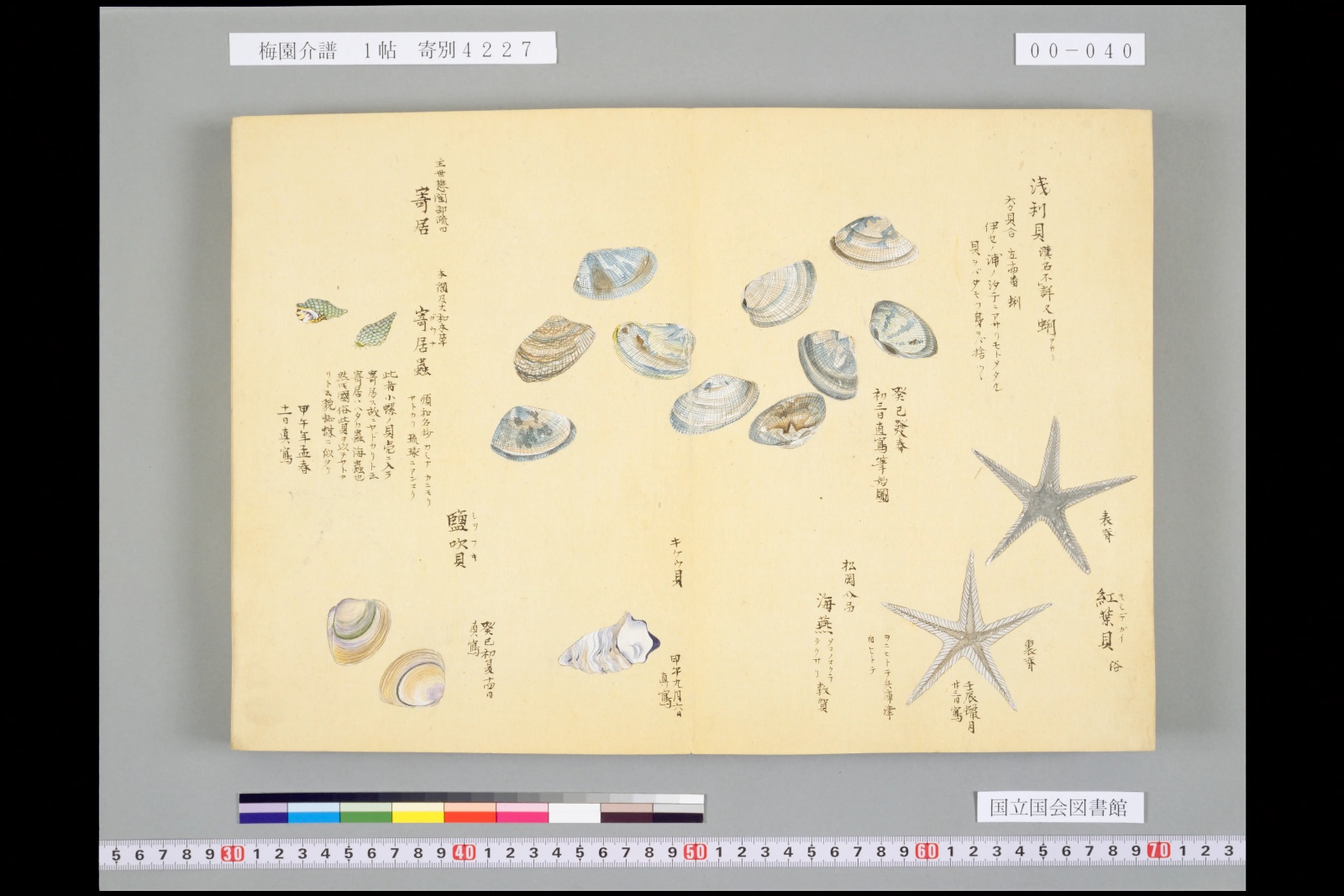 『梅園介譜』の見開き。青や茶のしま模様の二枚貝が十ほど描かれている。右下にヒトデ、左に巻き貝