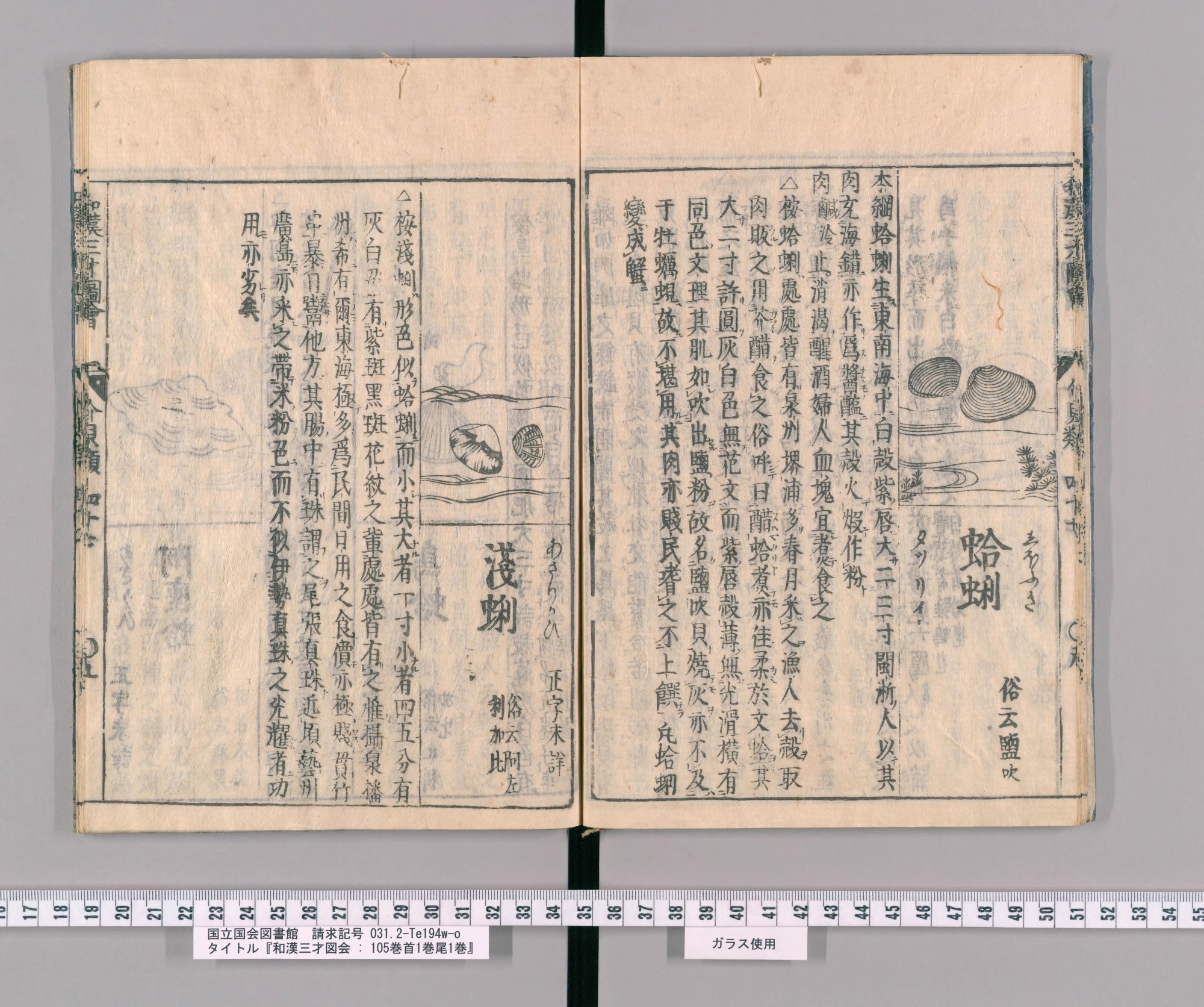 『和漢三才図会』巻四十七コマ11の見開き。右ページに蛤蜊、左ページに二枚の貝の絵と見出し「淺蜊」