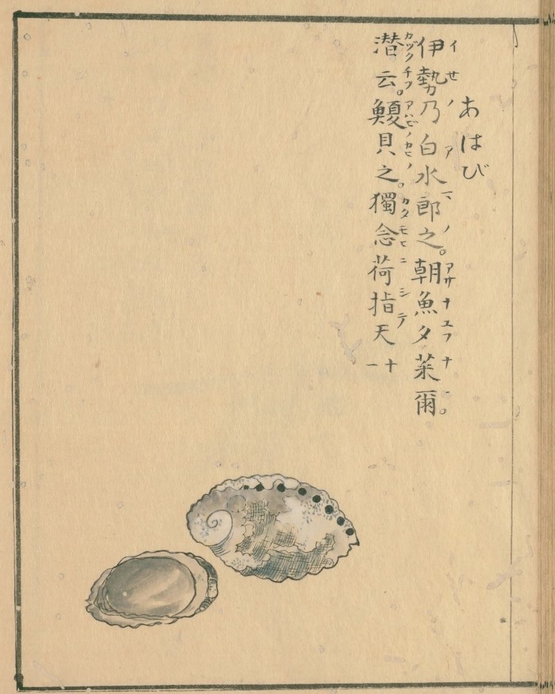 『万葉集品物図絵』の「あはび」の項。上に万葉集の原文と片仮名の読み、下にアワビの殻を内側と外側の2つ描いた図