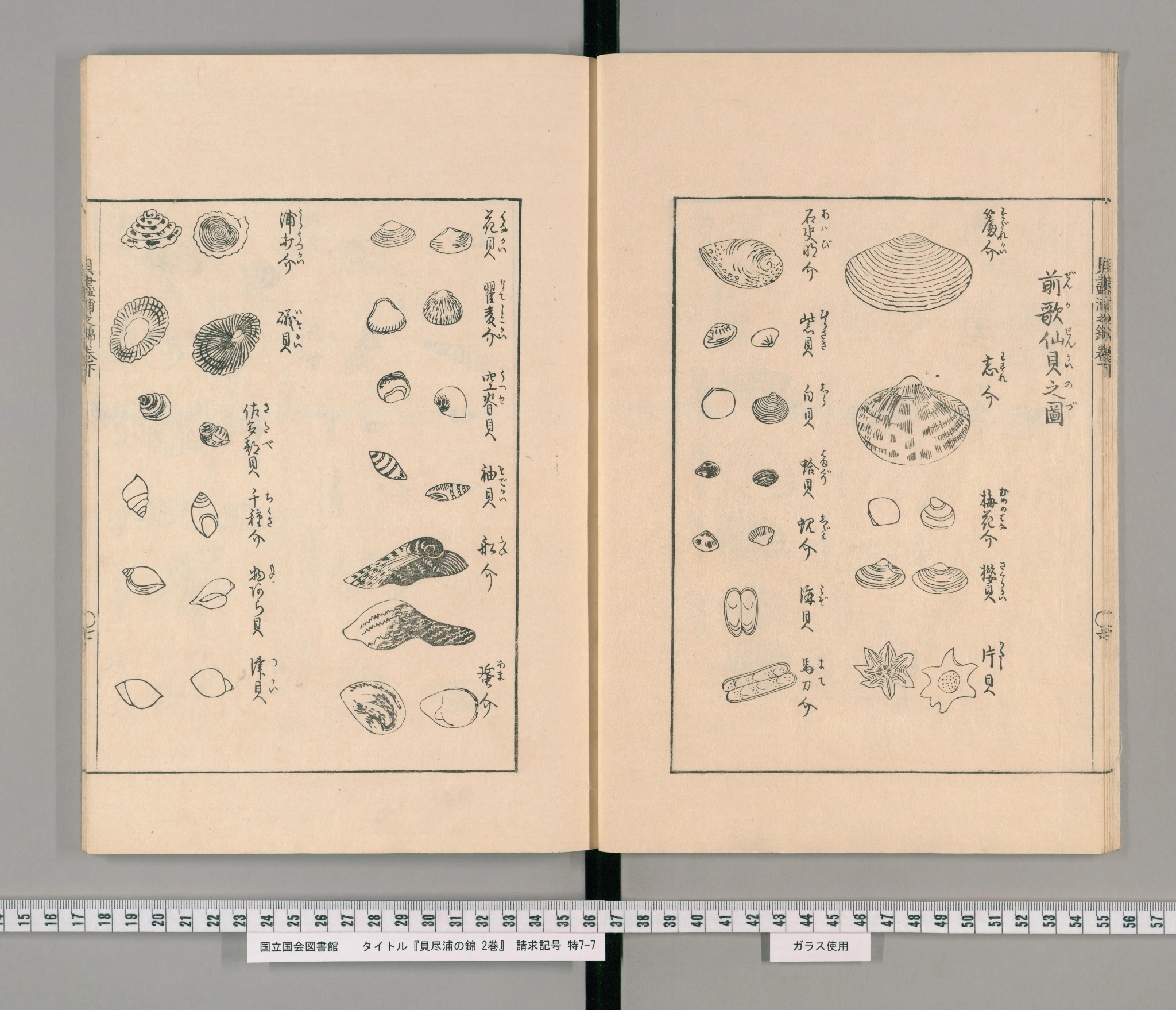 『貝尽浦の錦』コマ9の見開き。「前歌仙貝之図」として蛤・志介・石決明介など36種の貝の線画が並ぶ