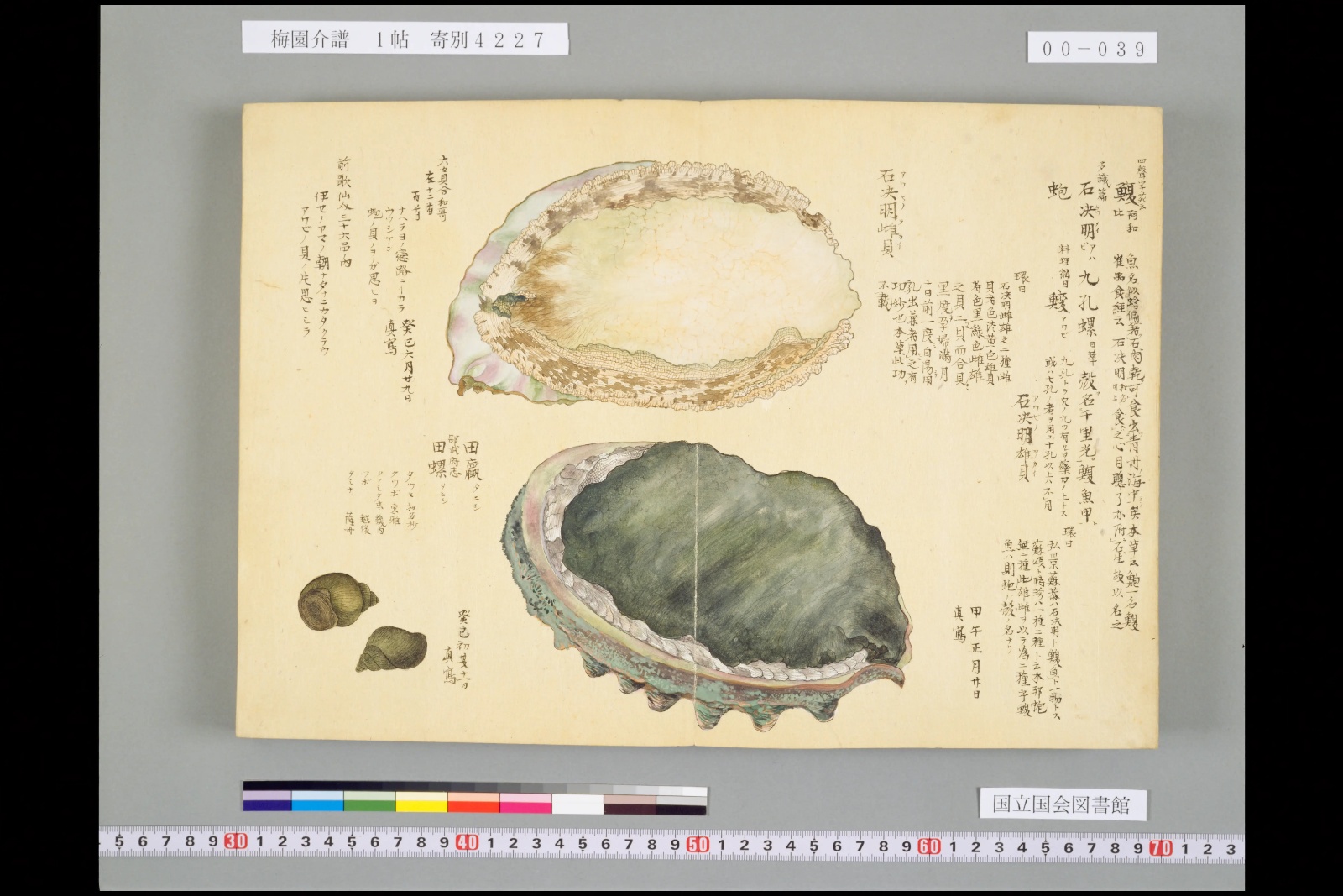 『梅園介譜』1帖のアワビの彩色図。上の貝に「石決明雌貝」、下の貝に「石決明雄貝」と書き入れがある