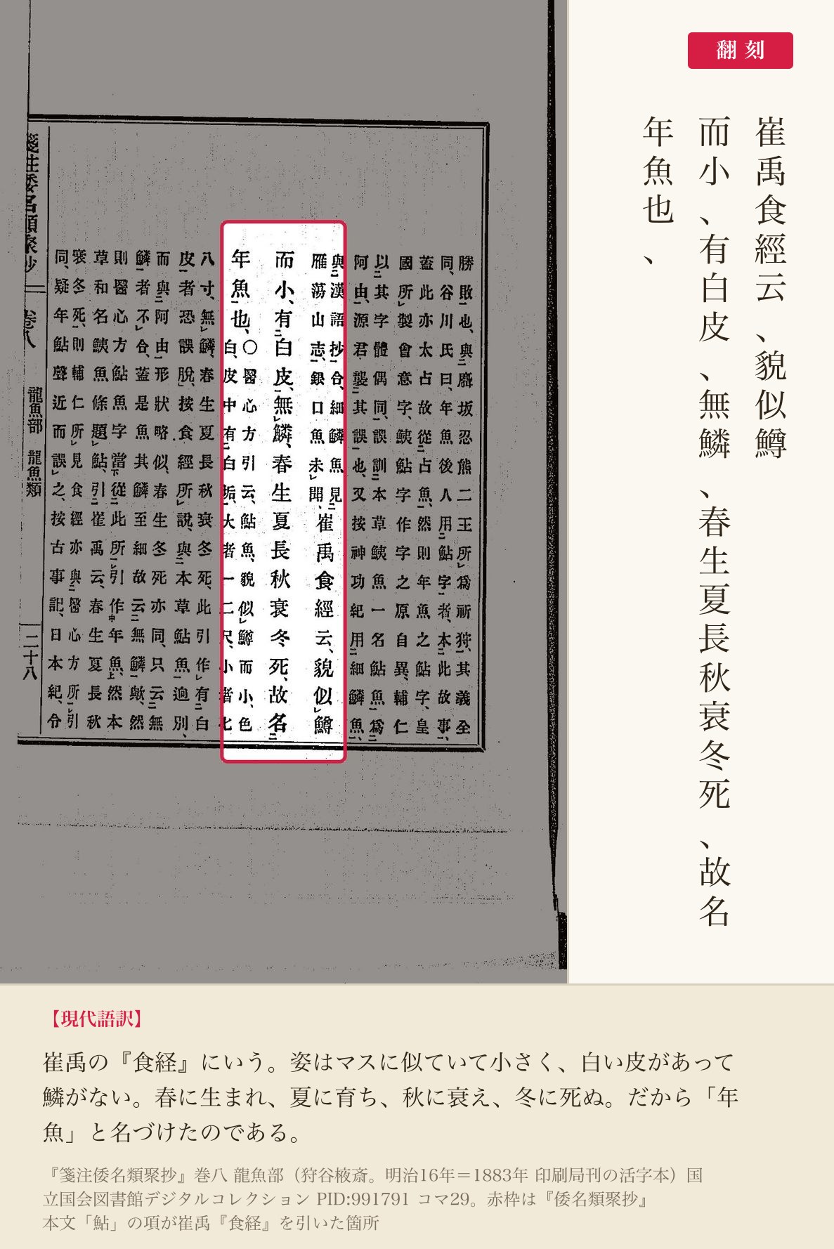 『箋注倭名類聚抄』巻八、『倭名類聚抄』本文「鮎」の項のうち崔禹『食経』を引いた箇所と翻刻