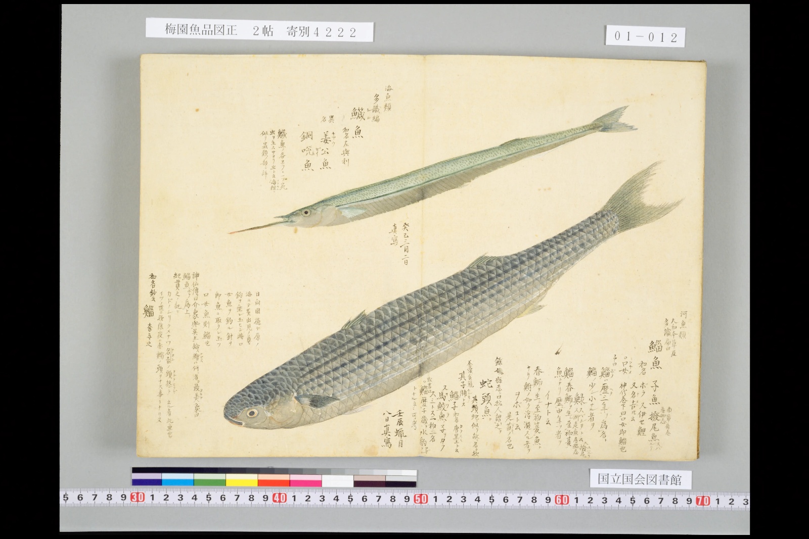 『梅園魚品図正』巻1のボラ（鯔魚）の彩色図。上はサヨリ（鱵魚）
