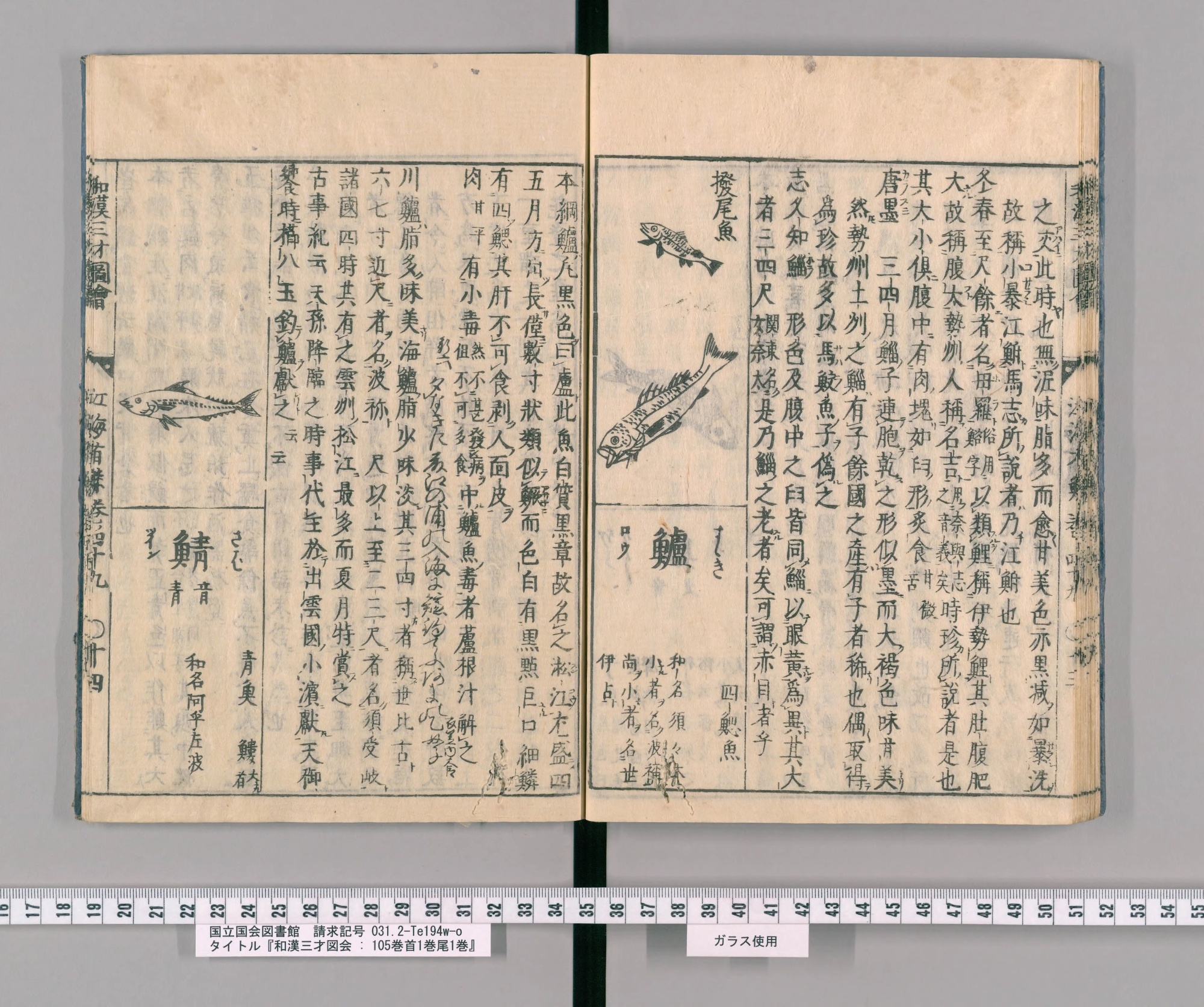 『和漢三才図会』巻四十九コマ31の見開き。右ページにボラの項の続き、左下に魚の絵