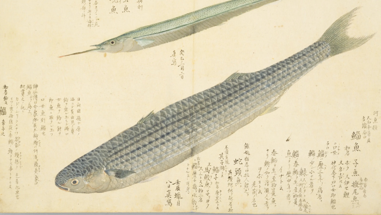 『梅園魚品図正』巻1に描かれたボラ（鯔魚）の彩色図。鱗の一枚一枚まで描かれ、右下に書き入れが並ぶ。左上にはサヨリの頭が見える