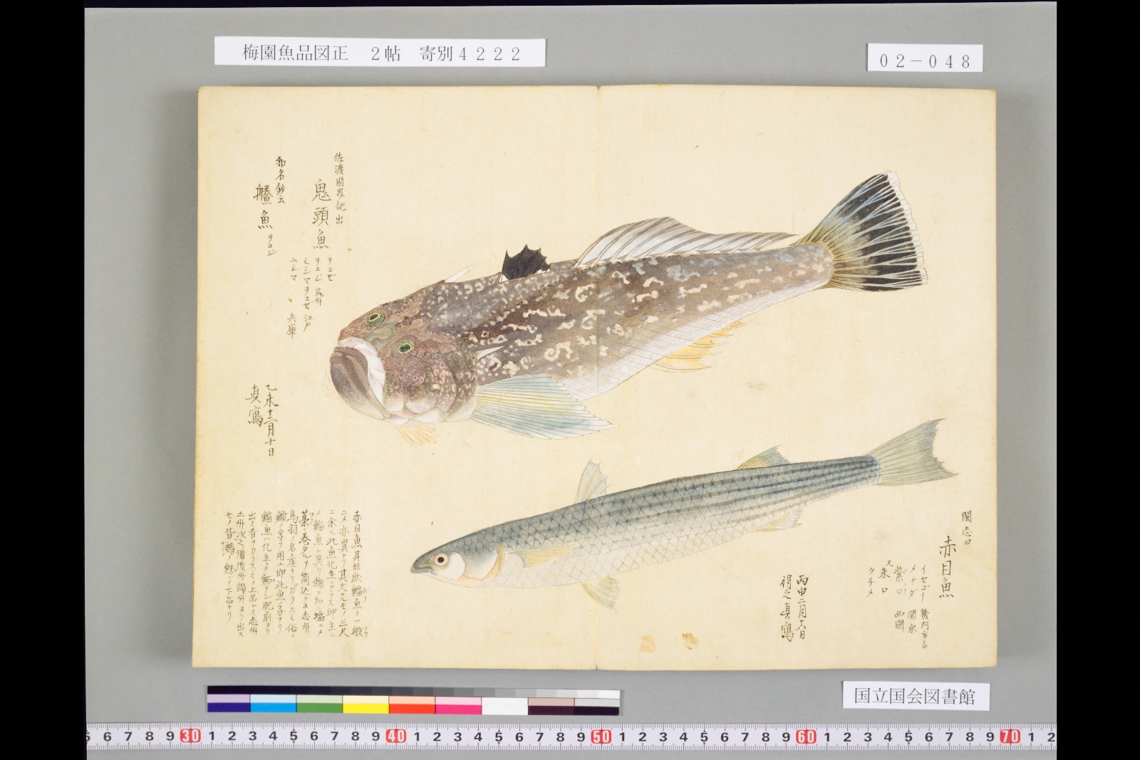 『梅園魚品図正』巻2の赤目魚（メナダ）の彩色図。上はオコゼ（鬼頭魚）