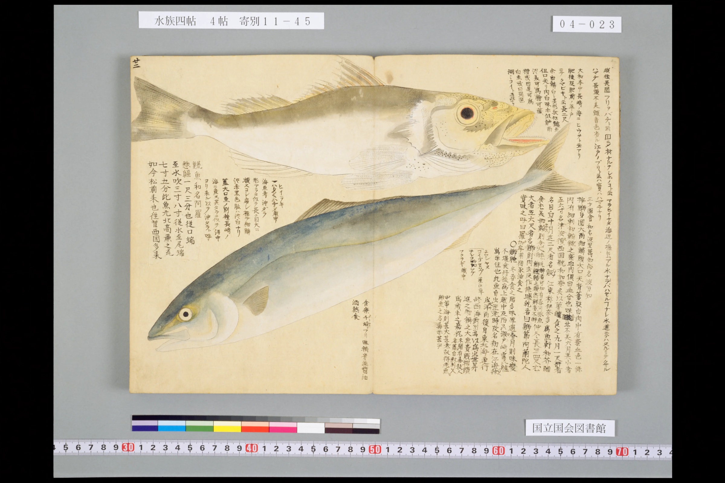 『水族四帖』冬の見開き。上に口の大きな淡い色の魚、下に青い背の魚。まわりに細かい書き入れ