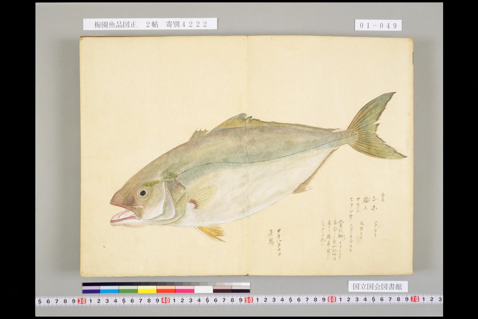 梅園魚品図正 ヒラマサの彩色図