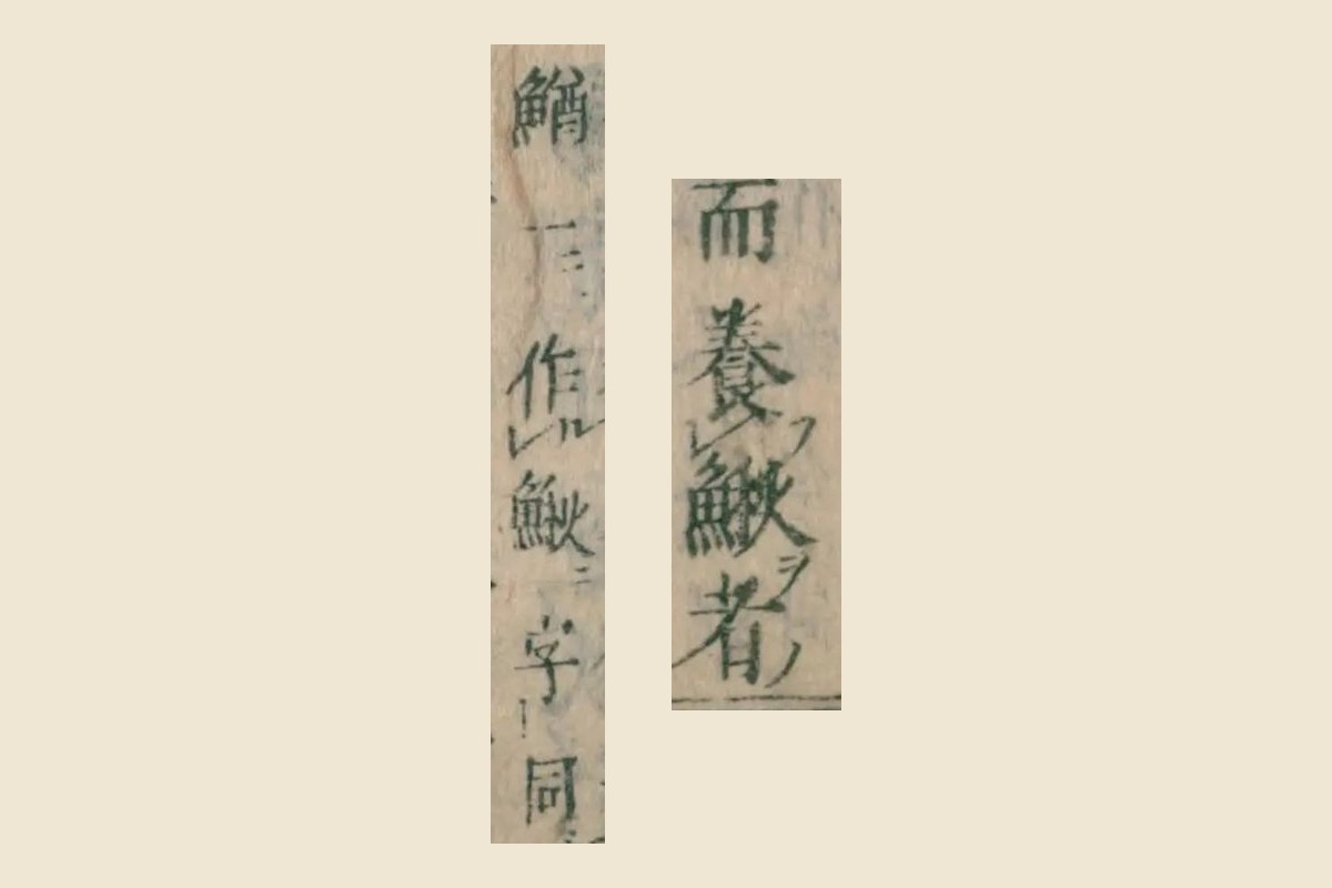 『本朝食鑑』巻七「鯲」の「而養鰍者」と、釈名の割注「鰌一作鰍字同」の大写し