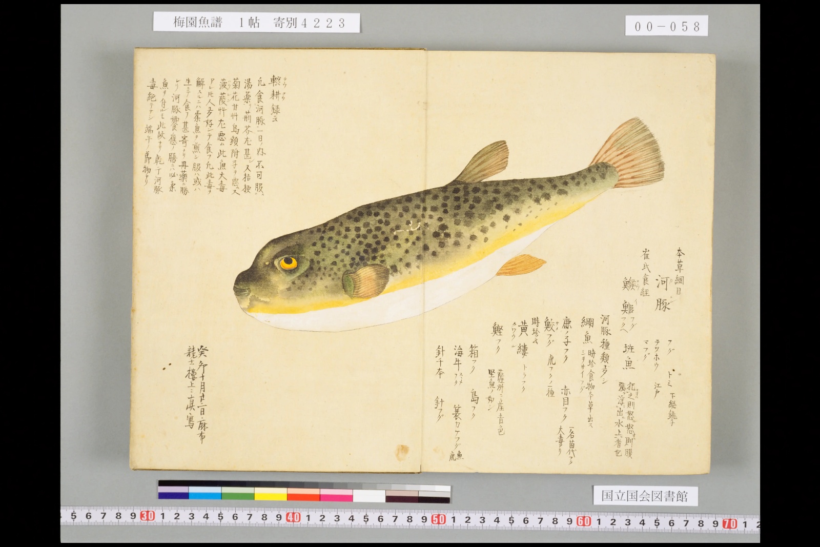 『梅園魚譜』コマ58の見開きいっぱいに描かれたフグの彩色図。黒い斑点の散った背、黄色い腹の線、白くふくらんだ腹