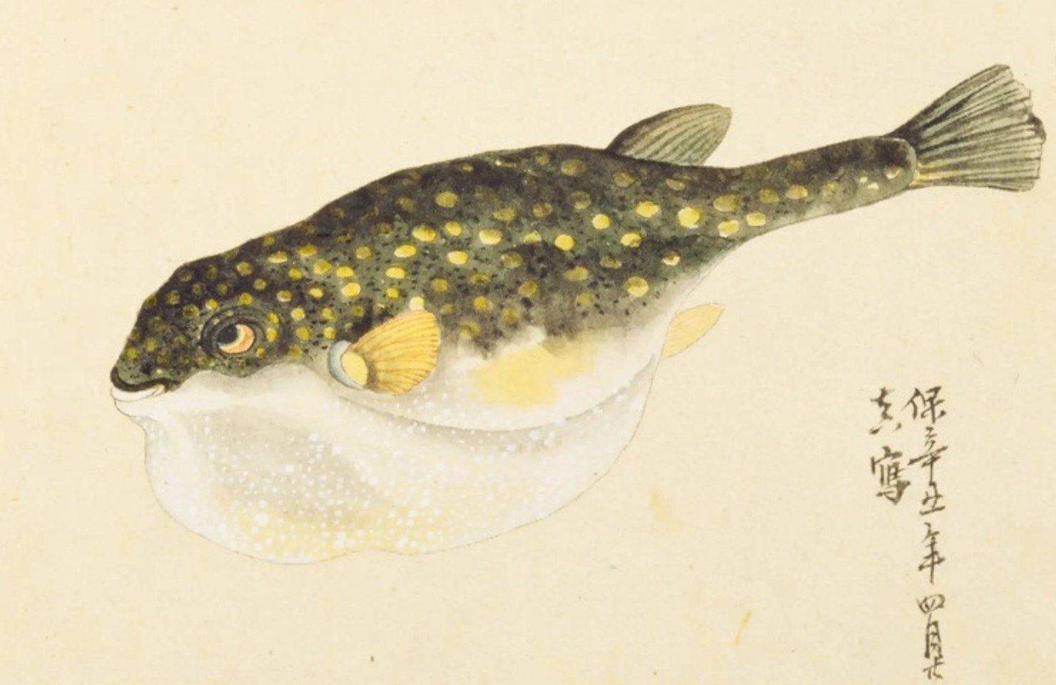 『梅園魚譜』に描かれた河豚の彩色図