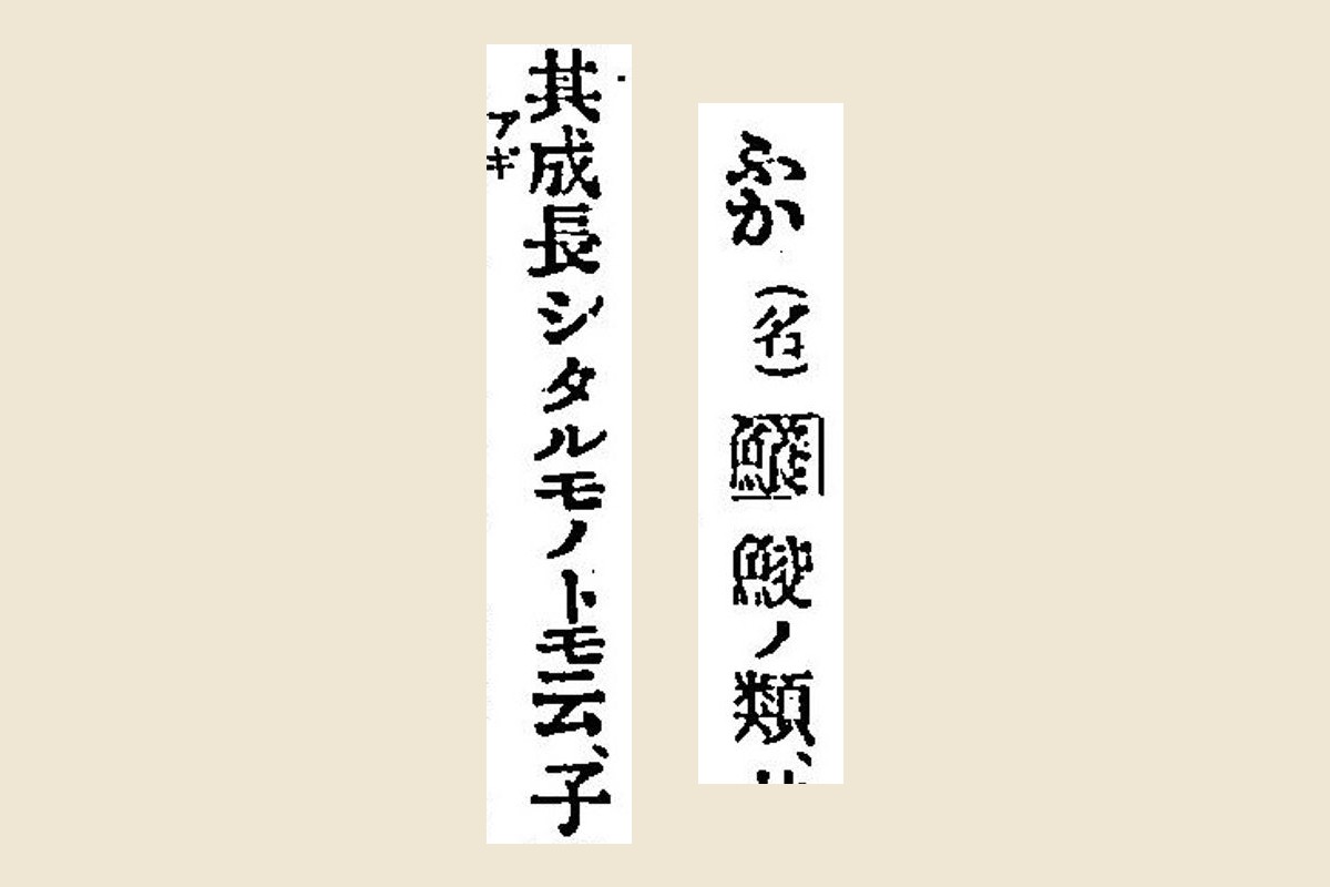 『言海』コマ519の見出し「ふか（名）」と枠で囲んだ「鱶」、説明「鮫ノ類、其成長シタルモノトモ云」の大写し