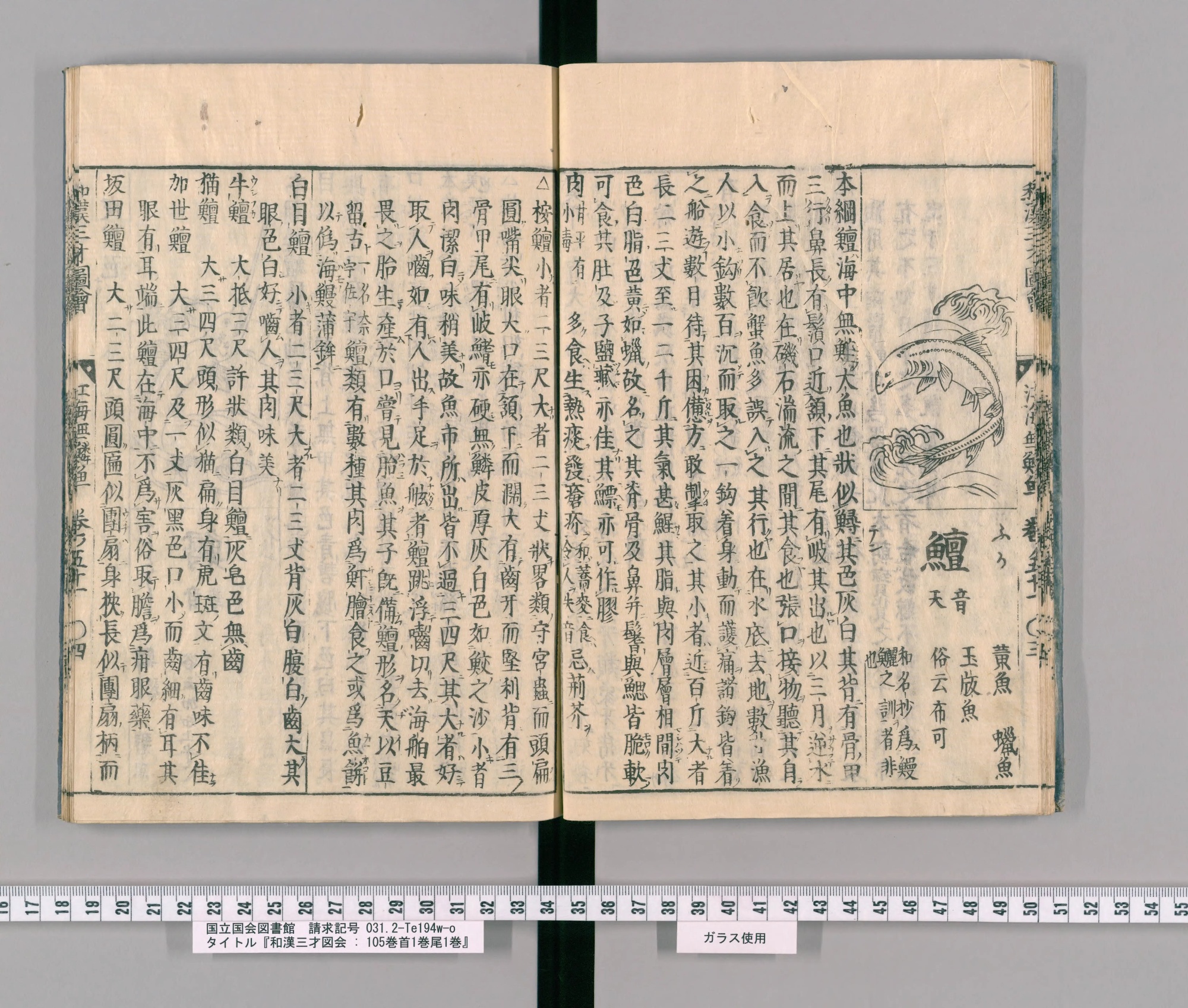 『和漢三才図会』巻五十一コマ13の見開き。右ページの右上に、波の間で身をくねらせる大きな魚の絵。その下に見出し「鱣」