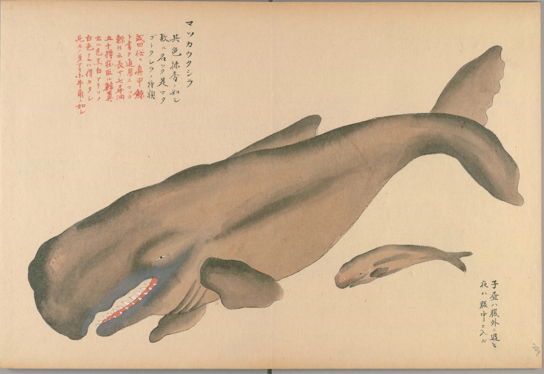 『鯨及海豚之図』のマッコウクジラの彩色図。四角く大きな頭、赤い口に並ぶ歯、そばを泳ぐ子鯨