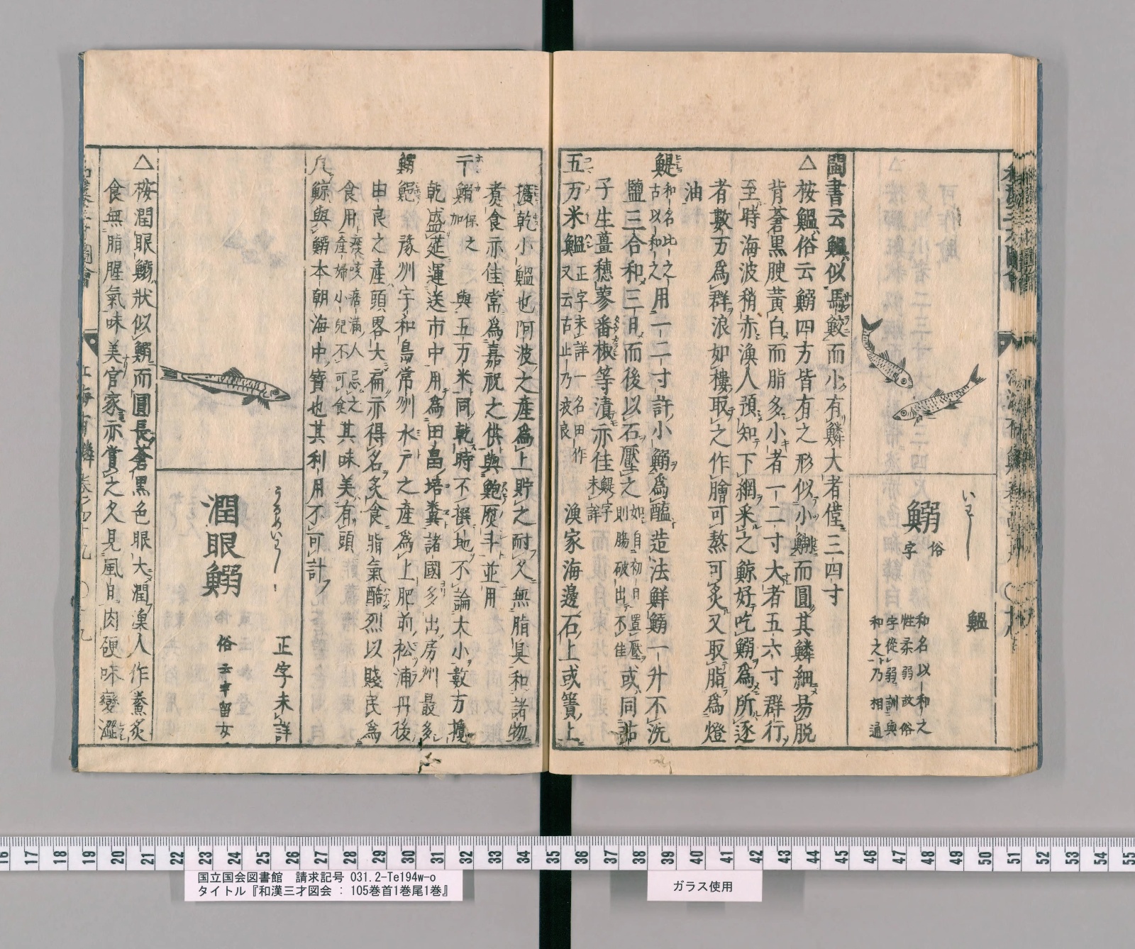 『和漢三才図会』巻四十九コマ36の見開き。鰯の項で、小さな鰯の絵が3尾描かれ、左ページに「五万米」「潤眼鰯」の見出しがある