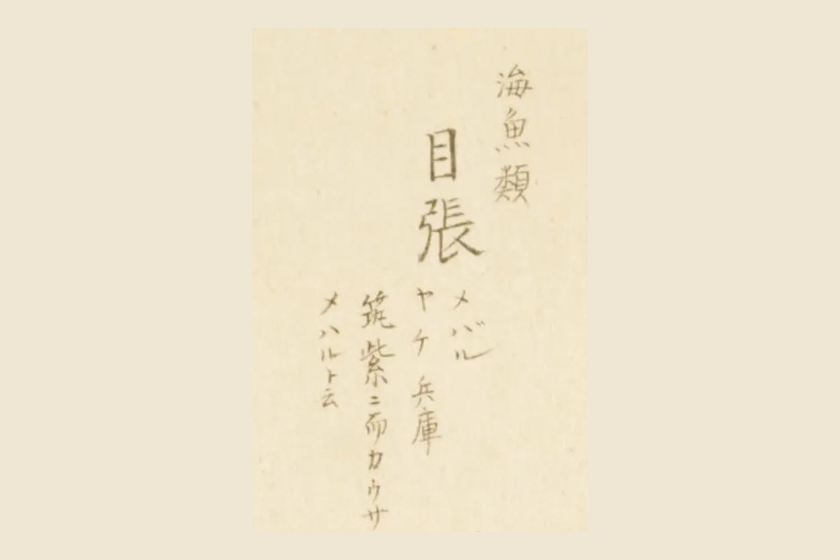 『梅園魚品図正』コマ36の書き入れ「海魚類 目張 メバル」の大写し