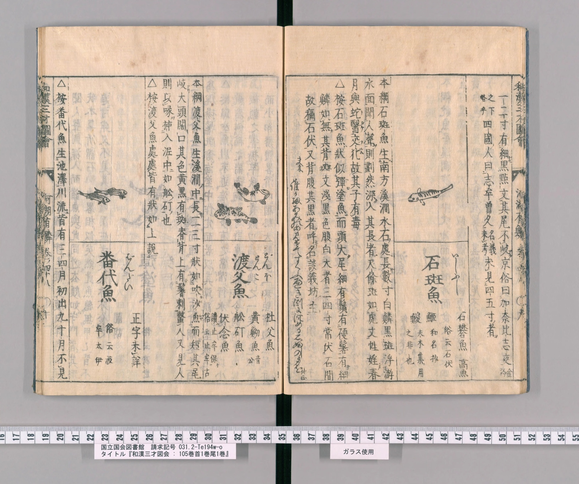 『和漢三才図会』巻四十八コマ14の見開き。右ページの中ほどに見出し「石斑魚」