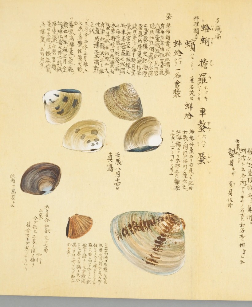 『梅園介譜』コマ41のハマグリの図（部分）