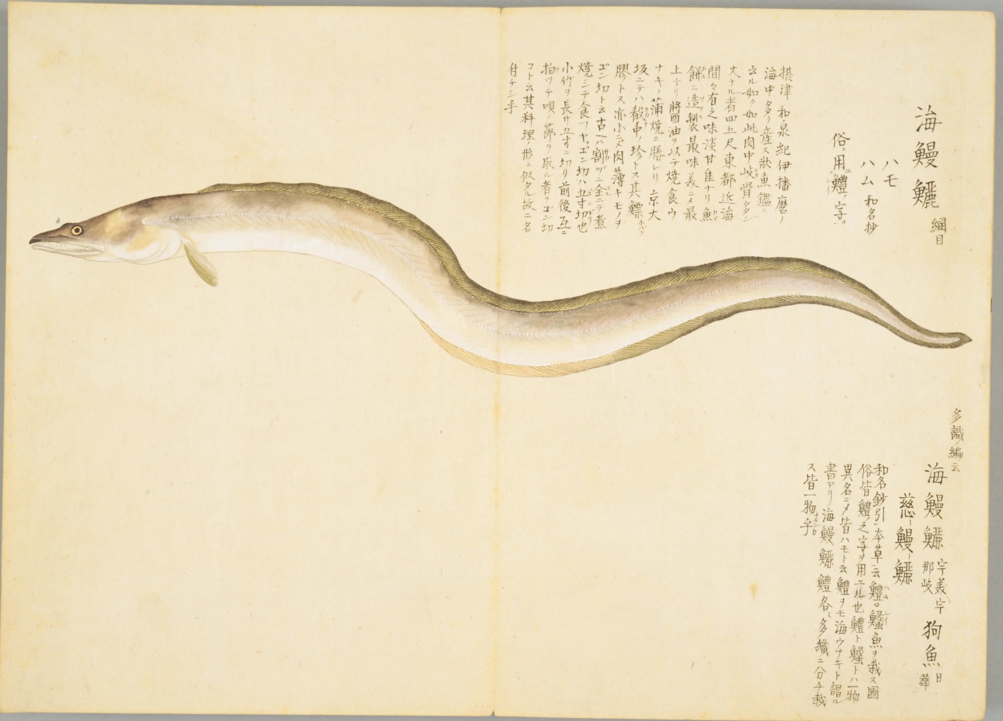 『梅園魚譜』のハモの彩色図。見開きいっぱいにのびる長い魚と、右上の見出し「海鰻鱺」