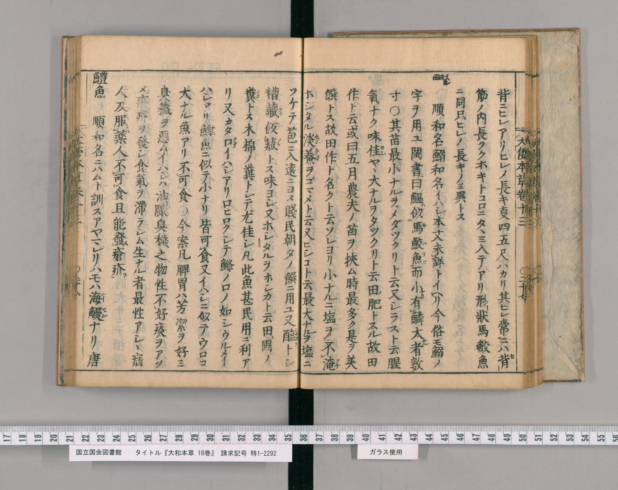 『大和本草』巻十三コマ30の見開き。左ページのいちばん左の列の頭に見出し「鱧魚」