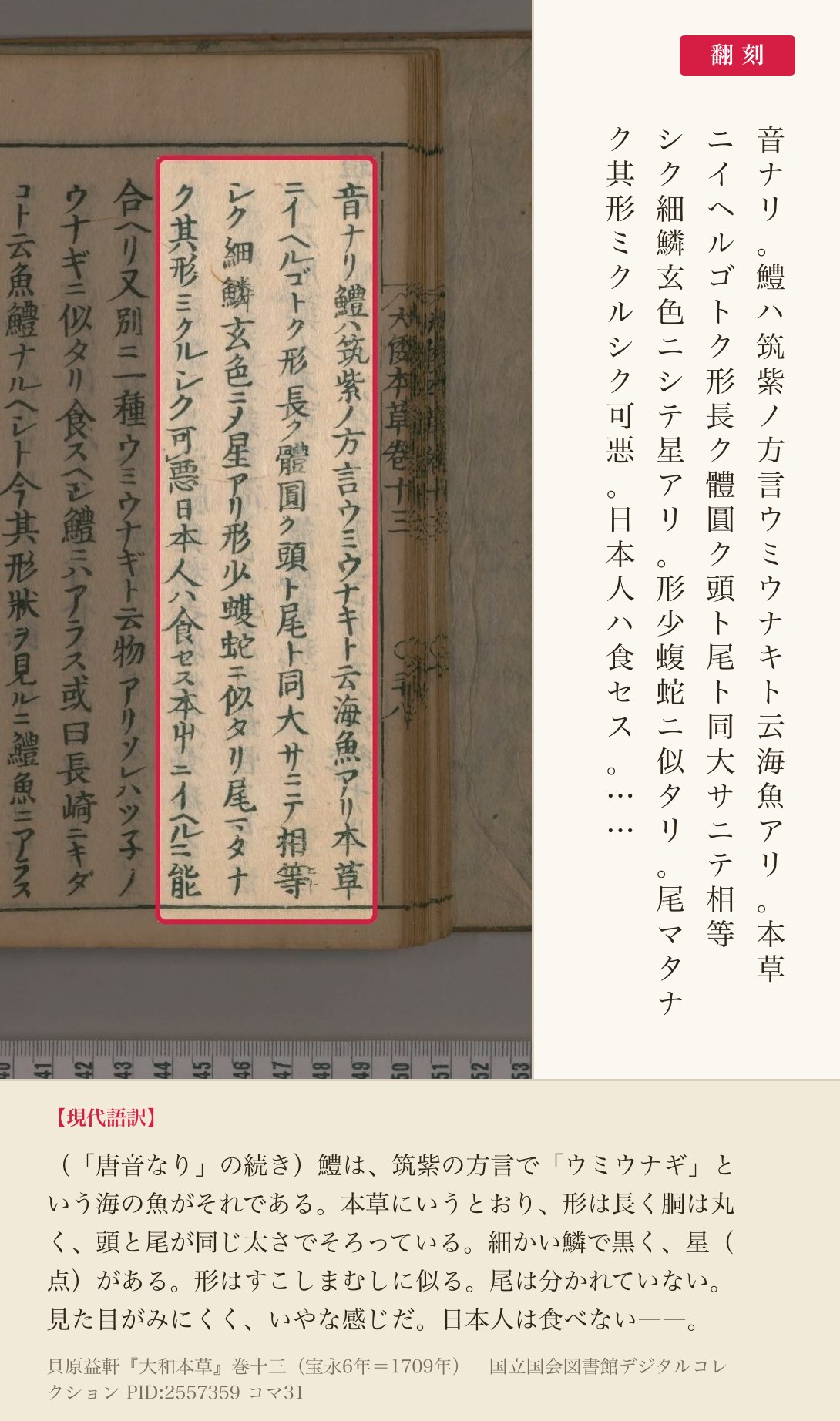 『大和本草』巻十三コマ31右ページの鱧の説明4列と翻刻