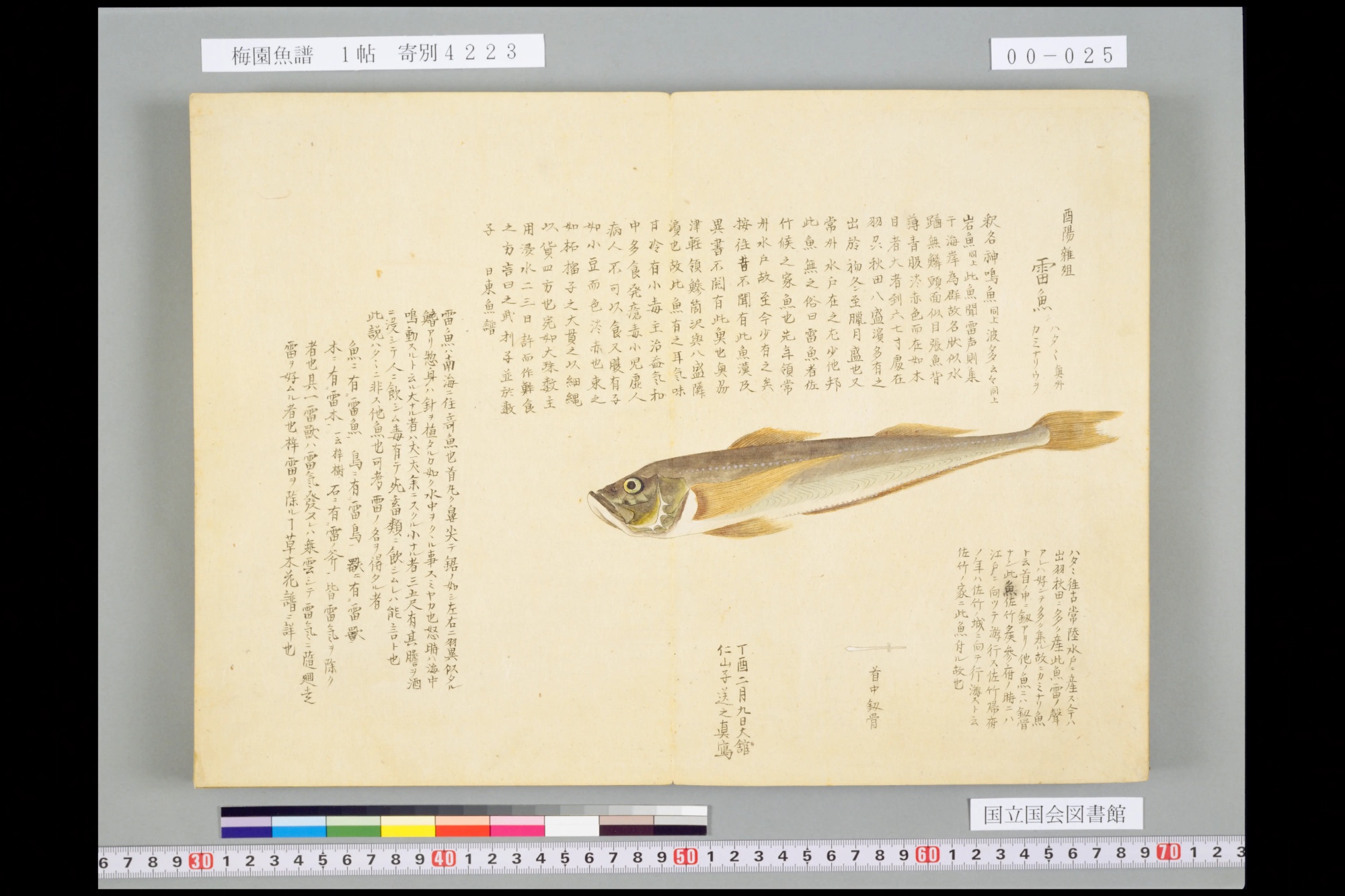 『梅園魚譜』の見開き。右ページに細長い褐色のハタハタ、腹は銀白色。右上に見出し「雷魚」