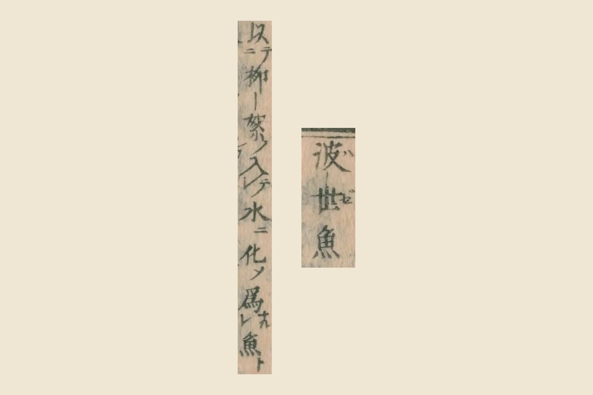 『本朝食鑑』コマ189の見出し「波世魚」と割注「以柳絮入水化為魚」の大写し