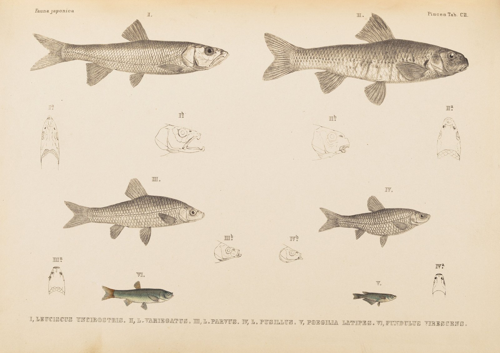 『日本動物誌』魚類の図版CII。コイのなかまの魚が六尾。右上の一尾に「II」の番号