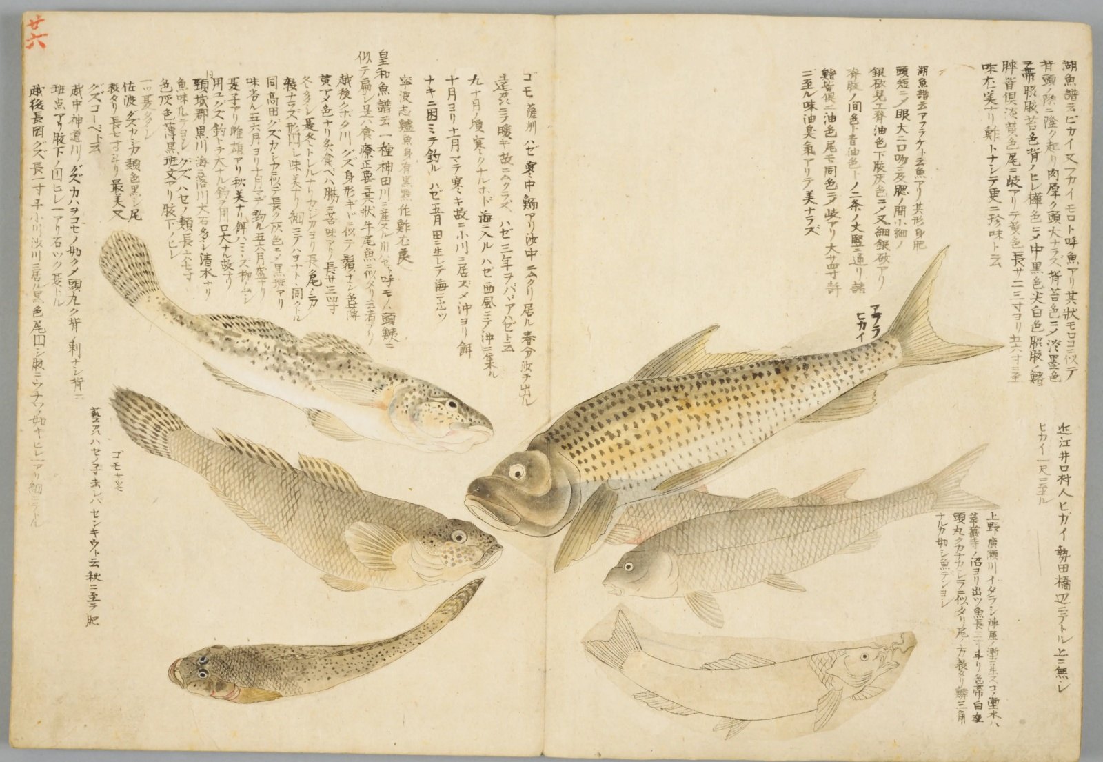 『水族四帖』春の帖コマ30の見開き。右ページに黒い点のならぶ大きな魚と銀色の魚、左ページにハゼのなかま三尾。まわりに書き入れ