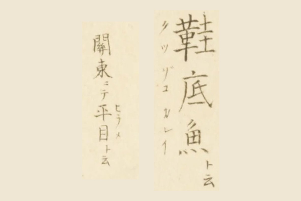 『梅園魚品図正』コマ37の書き入れ「鞋底魚ト云」と「關東ニテ平目ト云」の大写し