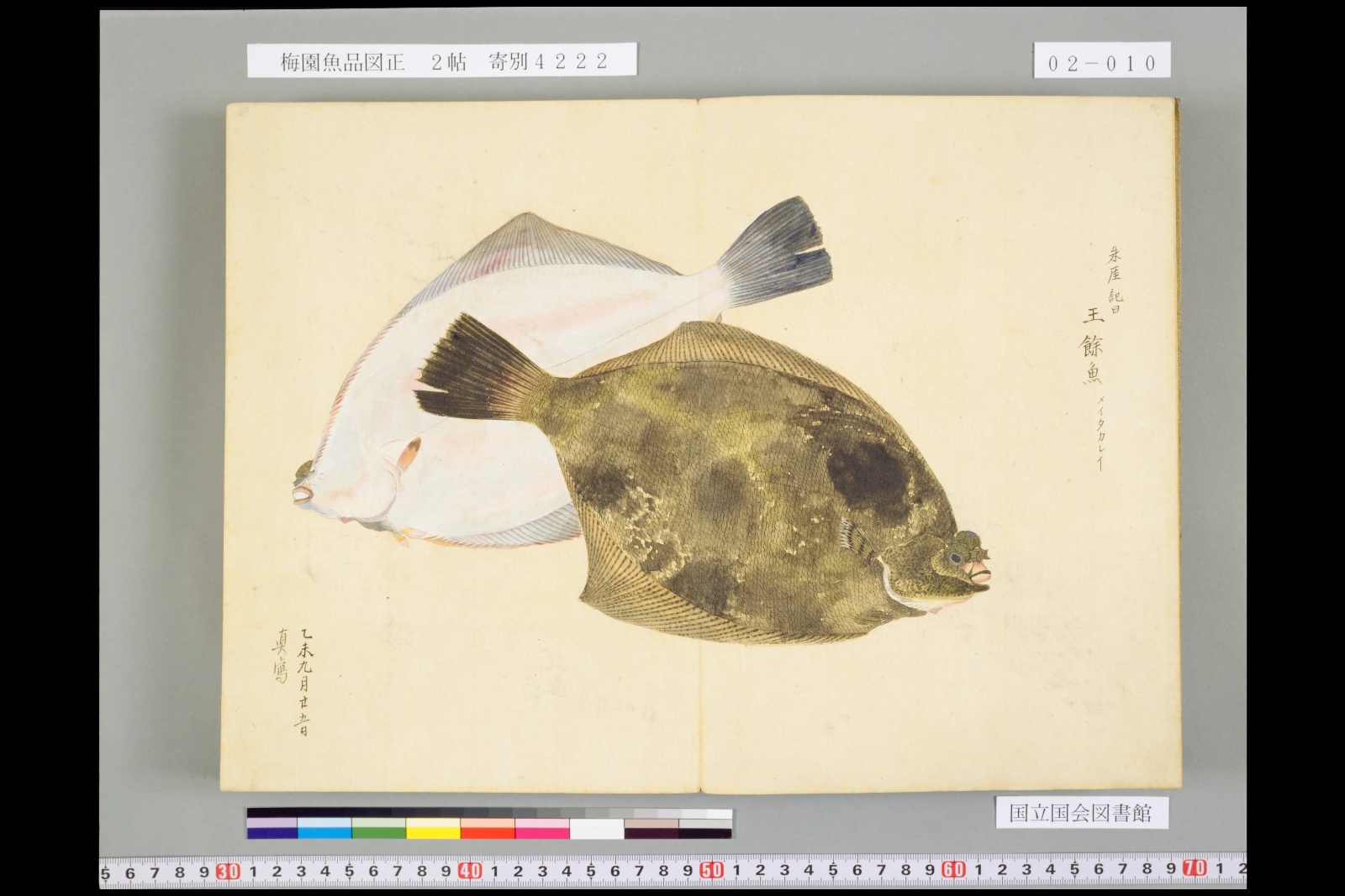 『梅園魚品図正』巻二より、メイタカレイ。白い面と黒い面を一枚に重ねて描いている