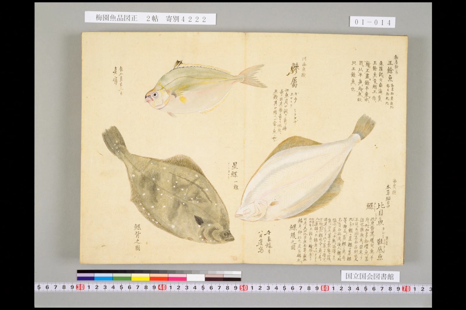 『梅園魚品図正』巻一より、左下が「鰈背之図」、右が「鰈腹之図」