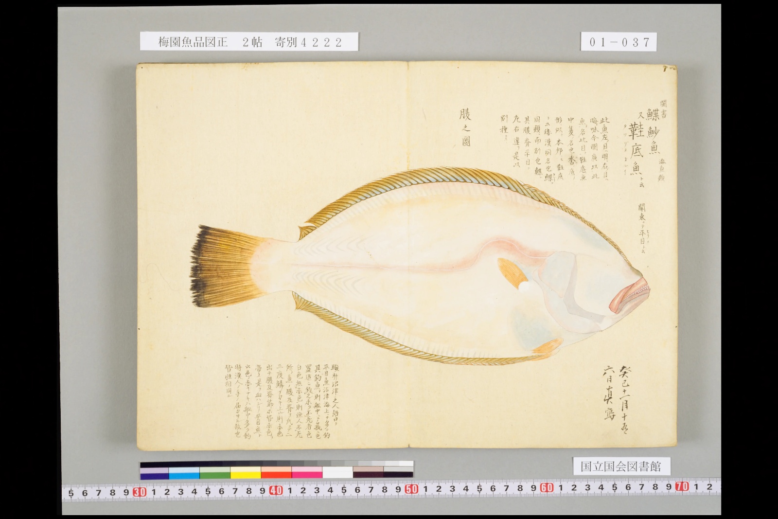 『梅園魚品図正』巻一より、見開きに描かれた「腹之図」。目のない側の真っ白な面