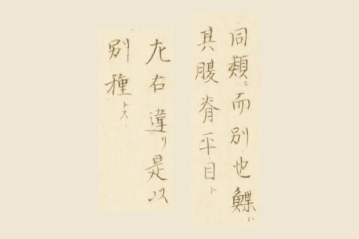 『梅園魚品図正』巻一 コマ37の書き入れ「同類ニ而別也鰈ハ」「其腹脊平目ト」「左右違リ是以」「別種トス」の大写し