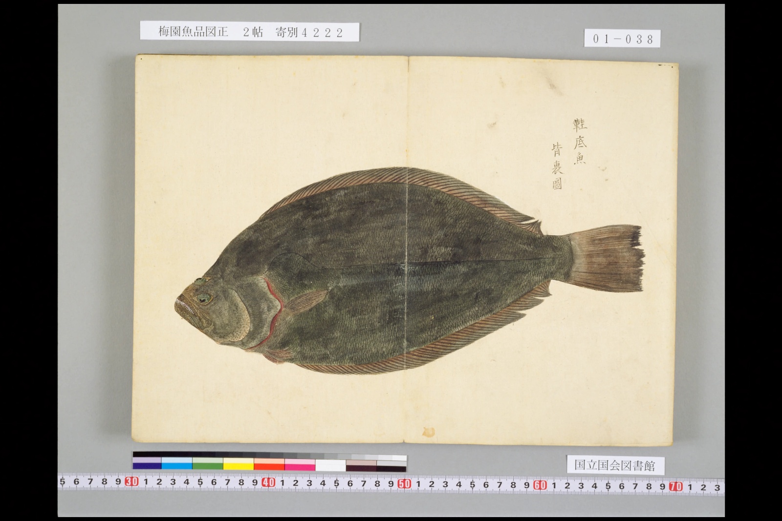 『梅園魚品図正』巻一より、黒い面を描いた図。右上に「鞋底魚」「背裏圖」の書き入れがある