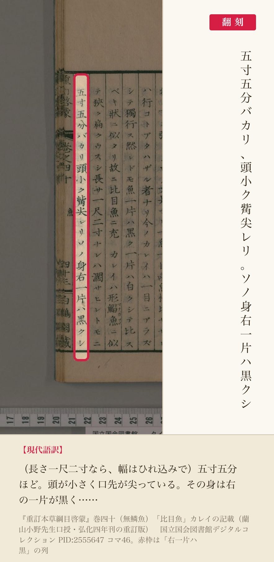 『重訂本草綱目啓蒙』巻四十「比目魚」カレイの記載、「右一片ハ黒」の列と翻刻