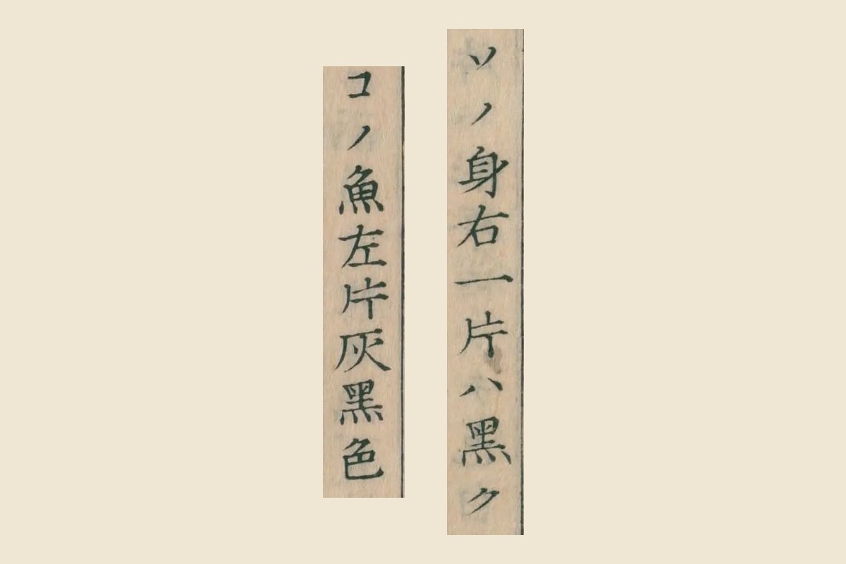 『重訂本草綱目啓蒙』巻四十の「ソノ身右一片ハ黒ク」と「コノ魚左片灰黒色」の大写し