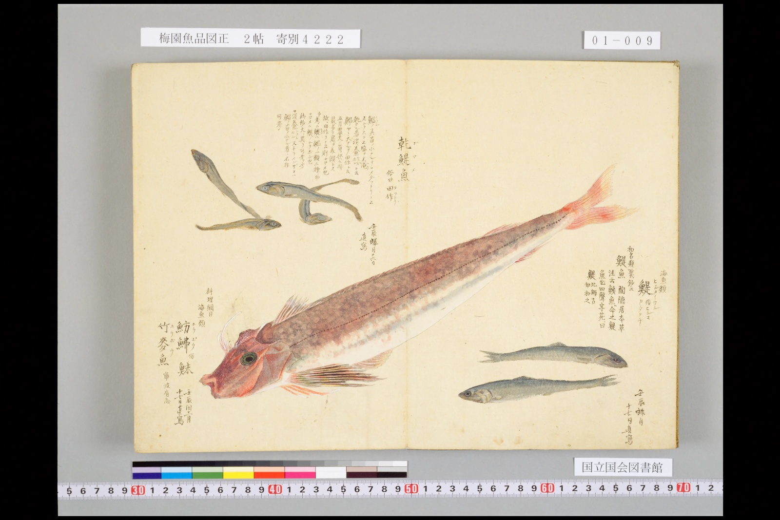 『梅園魚品図正』コマ9の見開き。見開きいっぱいに斜めに描かれた赤い魚。頭は角ばり、頭の上に白く細い突起が二本。胸びれの下に細く分かれたすじ。まわりに小さな魚の図