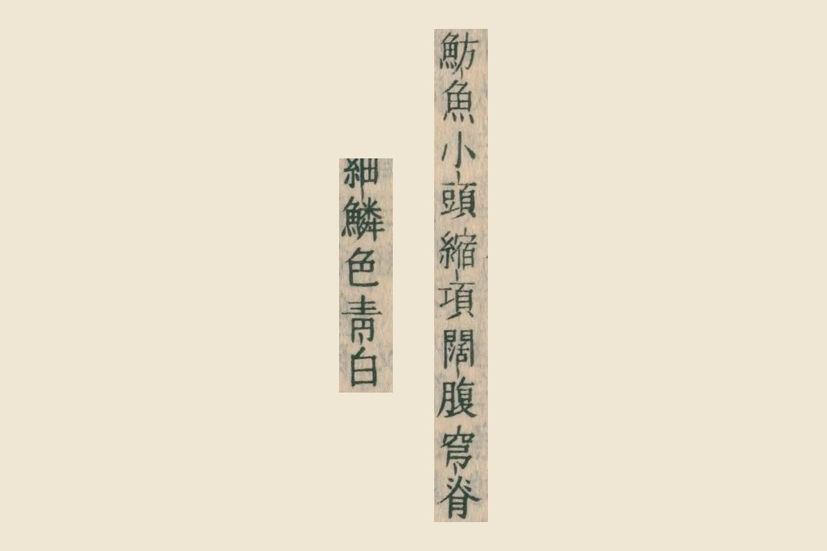 『康熙字典』コマ7左ページの「魴魚小頭縮項闊腹穹脊」と「細鱗色青白」の大写し